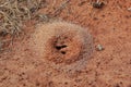 An Ant Mound On A Farm In East Texas Royalty Free Stock Photo