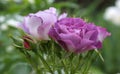 Beautiful Rose `Rhapsody in Blue` in the garden Royalty Free Stock Photo