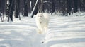 Winter samoyed dog walk in the forest