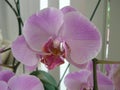 Phalaenopsis genus of orchids Royalty Free Stock Photo