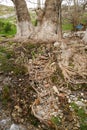 Allan Arabesque Pattern Roots of an old sycamore tree Royalty Free Stock Photo