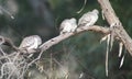 Three Doves on Branch Royalty Free Stock Photo