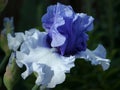 Tall Bearded Iris `Crowned Heads