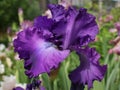 TB Iris `Aristocracy`in my garden Royalty Free Stock Photo