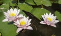 Water lilies in the Nikitsky Botanical garden in Yalta is very beautiful