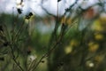 Sony dslr 290 branches, bokeh, background Royalty Free Stock Photo