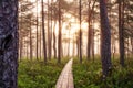 Soomaa National Park. Morning bog hiking trail. Estonian nature. Royalty Free Stock Photo