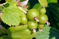 Soon ripen more green berries of black currant