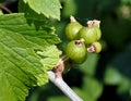 Soon ripen more green berries of black currant