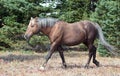 Soot colored Palomino Wild Horse Stallion walking in the Pryor Mountain Wild Horse range in Montana Royalty Free Stock Photo