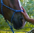 Soothing Cammy, an Haflinger Mare