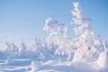 Soothing winter landscape with snowy forest. Frozen fir trees Royalty Free Stock Photo