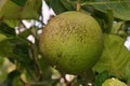 Soothy mold on citron fruit, plant disease