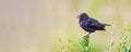 Sooty breated chat perched on a tiny plant Royalty Free Stock Photo