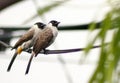 Sooty Bulbul