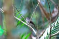 Sooty-capped Babbler Royalty Free Stock Photo