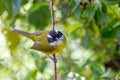 Sooty-capped bush tanager - Chlorospingus pileatus, San Gerardo de Dota, Costa Rica