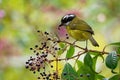 Sooty-capped Bush-tanager - Chlorospingus pileatus small passerine bird placed in Thraupidae, but closer to Arremonops, endemic