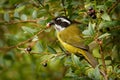 Sooty-capped Bush-tanager - Chlorospingus pileatus small passerine bird placed in Thraupidae, but closer to Arremonops