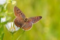 The Sooty Copper Butterfly Royalty Free Stock Photo