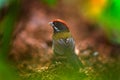 Sooty-faced finch, Arremon crassirostris, sitting on the green moss branch. Tropic bird in the nature habitat. Wildlife in Costa R Royalty Free Stock Photo