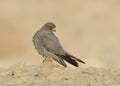 Sooty Falcon Royalty Free Stock Photo
