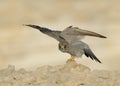 Sooty Falcon Royalty Free Stock Photo