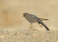 Sooty Falcon Royalty Free Stock Photo