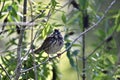 Sooty fox sparrow, Passerella iliaca, 12.