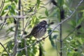 Sooty fox sparrow, Passerella iliaca, 13.