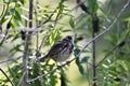 Sooty fox sparrow, Passerella iliaca, 14.