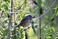 Sooty fox sparrow, Passerella iliaca, 11.