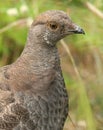 Sooty Grouse Royalty Free Stock Photo