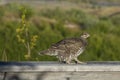 Sooty grouse bird Royalty Free Stock Photo