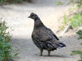 Sooty Grouse Walking on a Trail Royalty Free Stock Photo