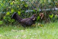 Sooty Grouse Royalty Free Stock Photo