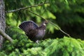 Sooty Grouse Royalty Free Stock Photo
