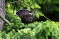 Sooty Grouse Royalty Free Stock Photo