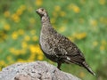 Sooty Grouse Standing on a Rock Royalty Free Stock Photo