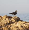 Sooty gull perched on rocks