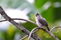 Sooty headed Bulbul