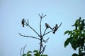 Sooty-headed Bulbul bird