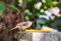 The Sooty-headed Bulbul bird