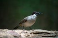 Sooty-headed bulbul bird in thailand