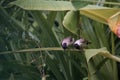 sooty-headed Bulbul