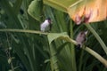 sooty-headed Bulbul