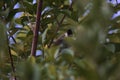 Sooty-headed bulbul