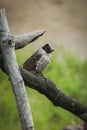 A sooty-headed bulbul perches gracefully on a forest branch in Bogor, West Java, Indonesia Royalty Free Stock Photo