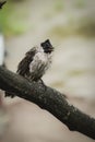 A sooty-headed bulbul perches gracefully on a forest branch in Bogor, West Java, Indonesia Royalty Free Stock Photo