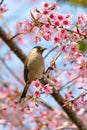 Sooty-headed Bulbul perching on a perch of wild himalayan cherry Royalty Free Stock Photo